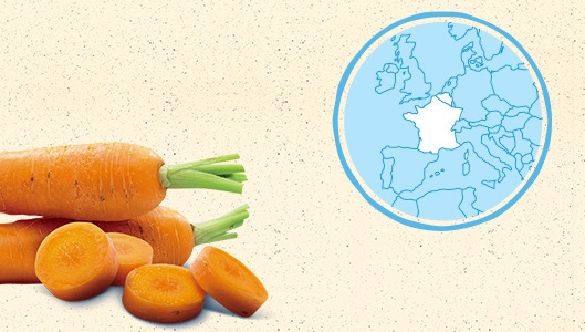 La carotte de France et de Belgique