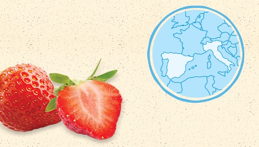 La fraise d'Italie et d'Espagne