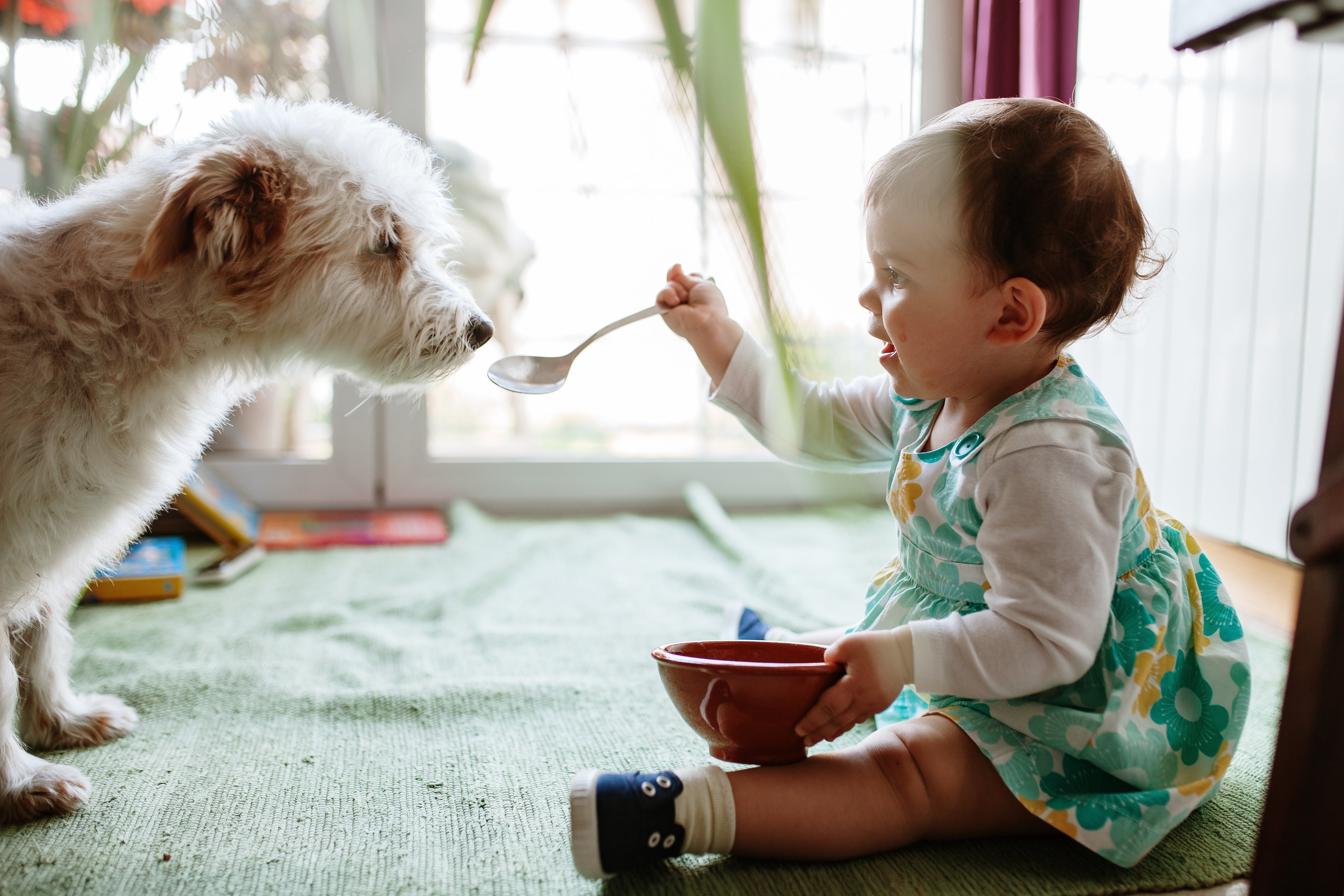 Bébé et animaux de compagnie : comment se préparer ?