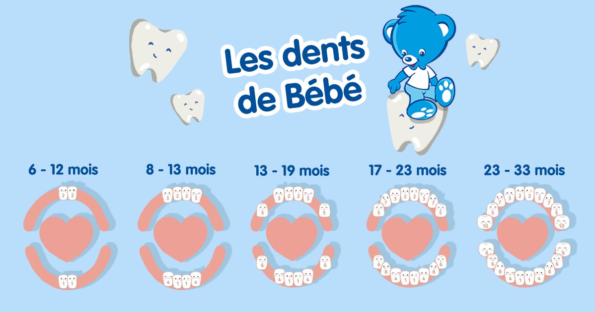 Les dents de bébé : la poussée dentaire âge par âge