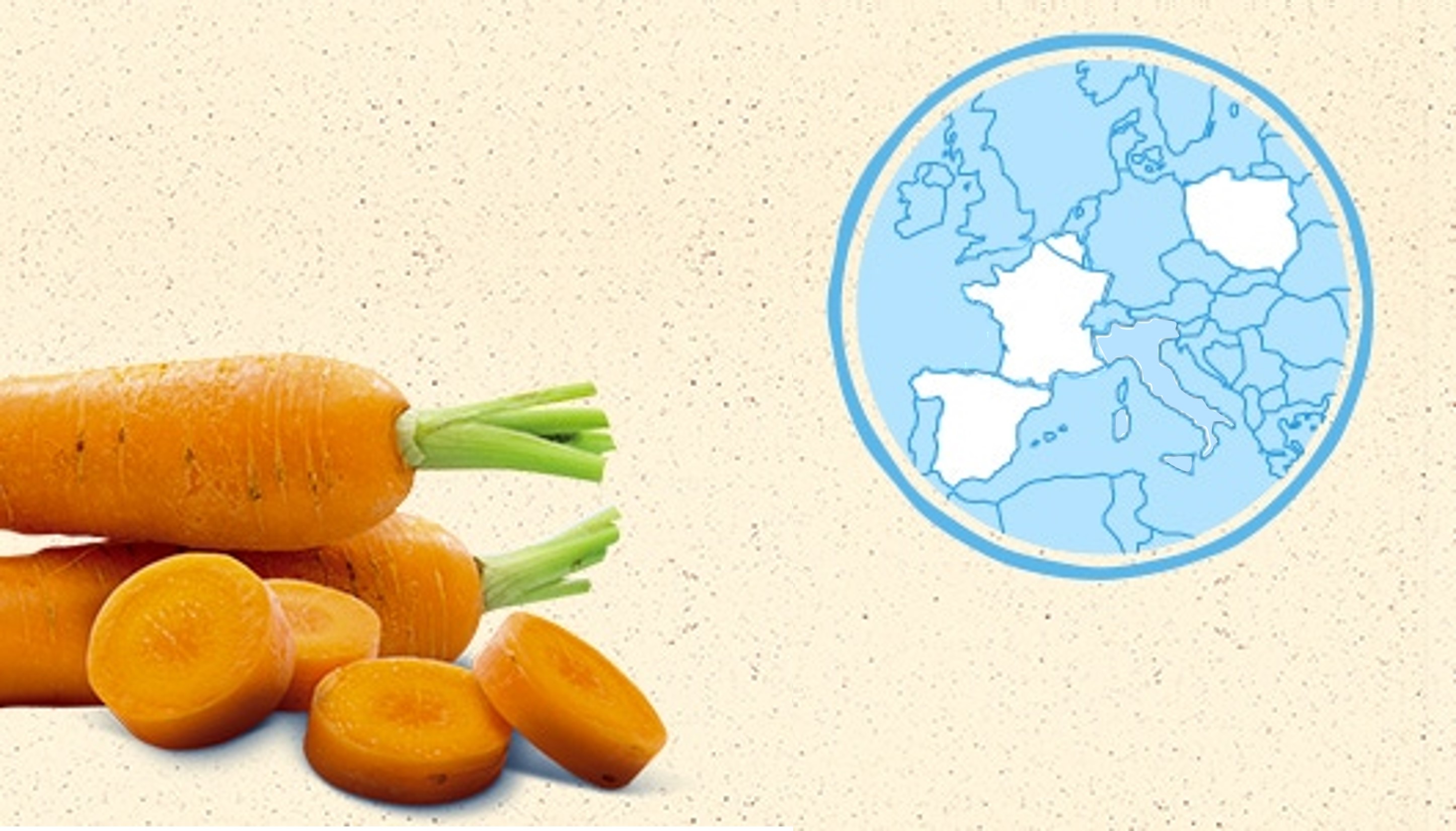 La carotte de France, de Belgique, d'Espagne et Pologne