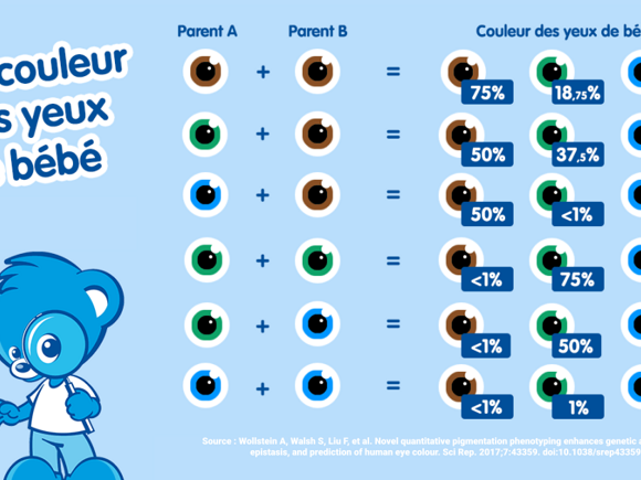 Découvrez les combinaisons pour imaginer de quelle couleur seront les yeux de bébé