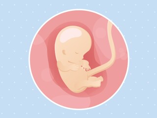 10ème semaine de grossesse (12ème semaine d'aménorrhée)