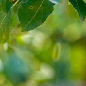 Légumes et fruits pour bébé