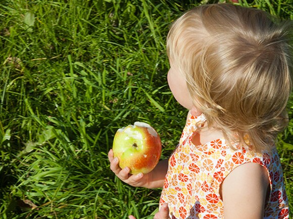 L’introduction des fruits dans l’alimentation de bébé L’introduction des fruits dans l’alimentation de bébé