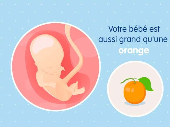 14 semaines de grossesse (16 SA) : c'est le début du 4e mois !