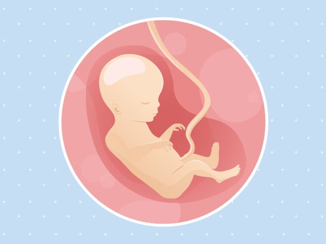 18eme Semaine De Grossesse Sa Nestle Bebe 18eme Semaine De Grossesse Sa Nestle Bebe