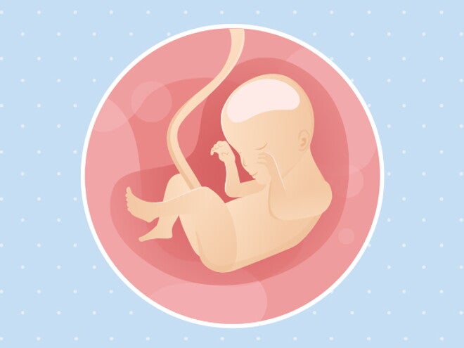 24eme Semaine De Grossesse 26 Sa Nestle Bebe 24eme Semaine De Grossesse 26 Sa Nestle Bebe