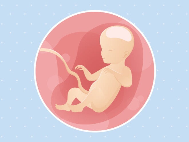 26eme Semaine De Grossesse 28 Sa Nestle Bebe 26eme Semaine De Grossesse 28 Sa Nestle Bebe