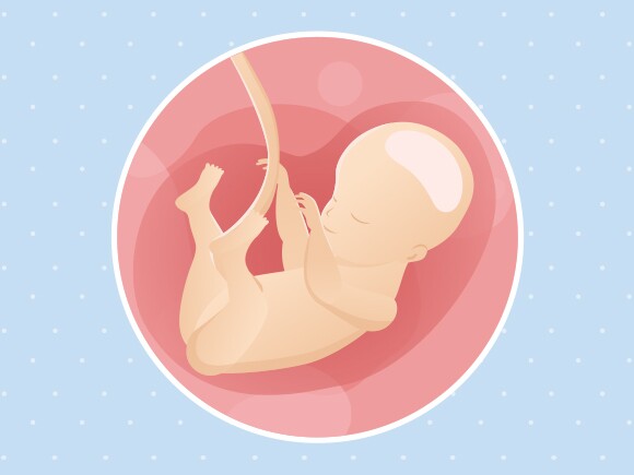 28eme Semaine De Grossesse 30 Sa Nestle Bebe 28eme Semaine De Grossesse 30 Sa Nestle Bebe