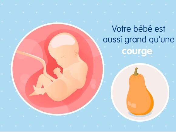 29eme Semaine De Grossesse 31 Sa Nestle Bebe 29eme Semaine De Grossesse 31 Sa Nestle Bebe