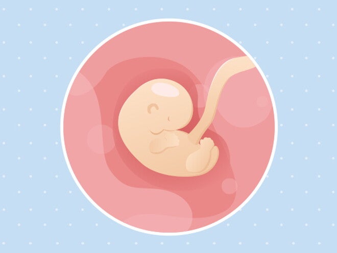 6eme Semaine De Grossesse 8 Sa Nestle Bebe 6eme Semaine De Grossesse 8 Sa Nestle Bebe