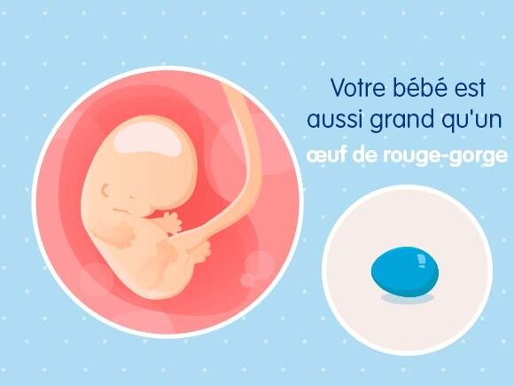 8eme Semaine De Grossesse 10 Sa Nestle Bebe 8eme Semaine De Grossesse 10 Sa Nestle Bebe