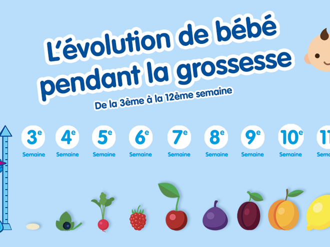 Evolution De La Taille Du Fœtus Semaine Apres Semaine Nestle Bebe