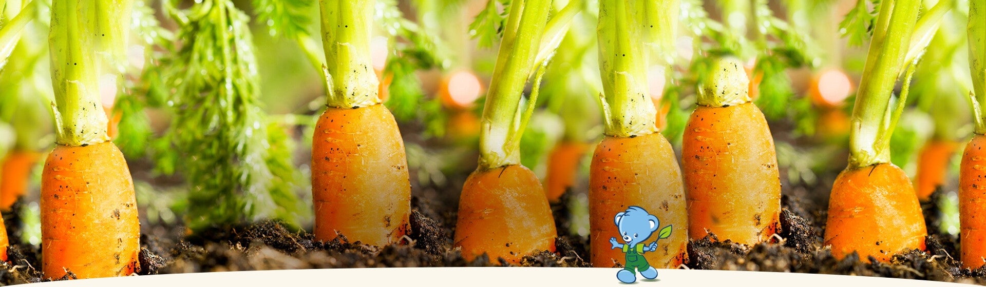 Un champ de carottes Un champ de carottes
