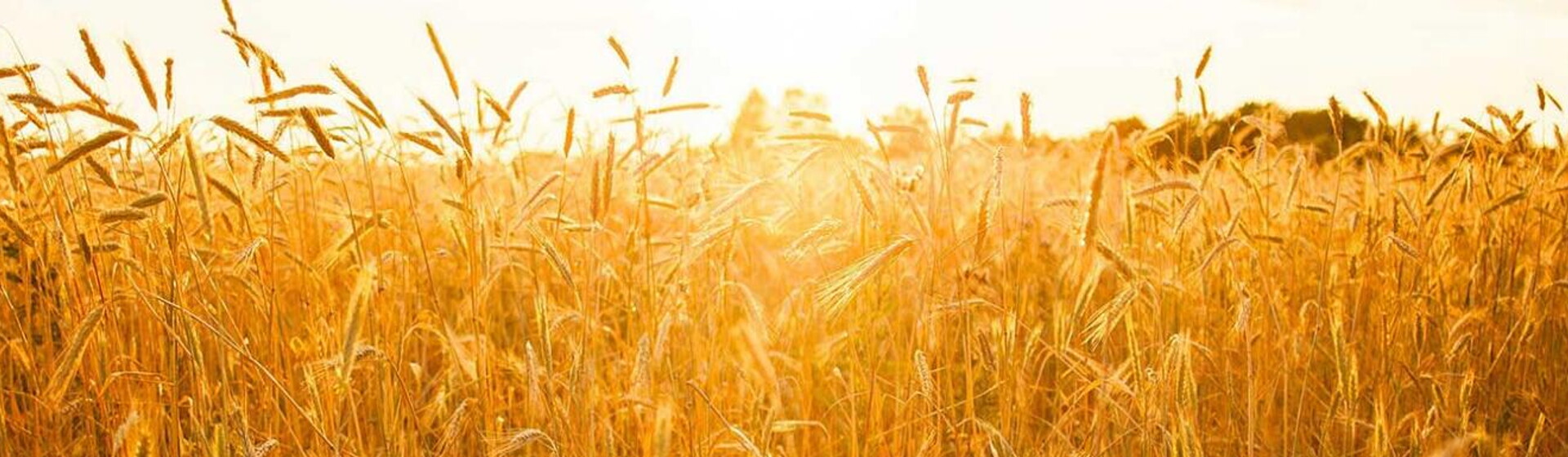 wheat field wheat field