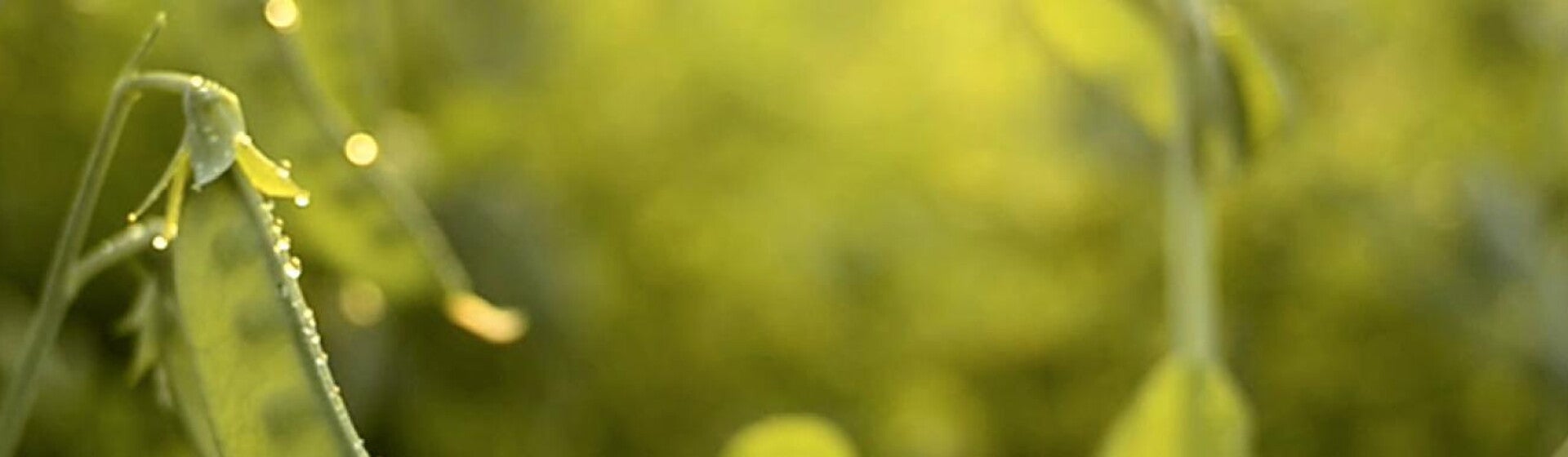 header-1400x260_0 header-1400x260_0