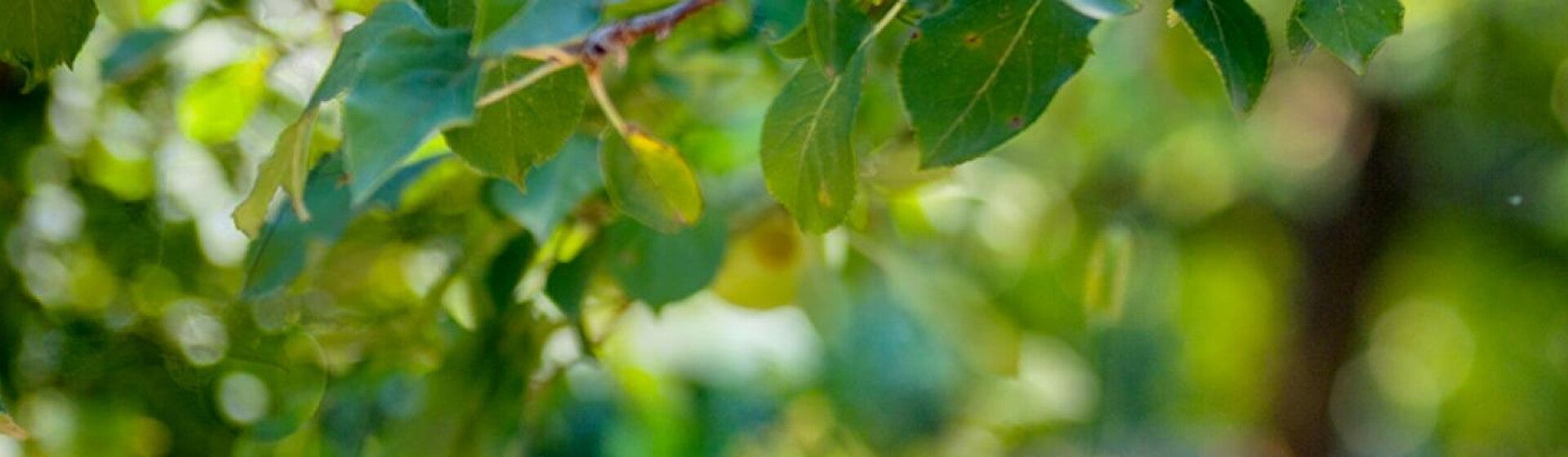 Légumes et fruits pour bébé Légumes et fruits pour bébé