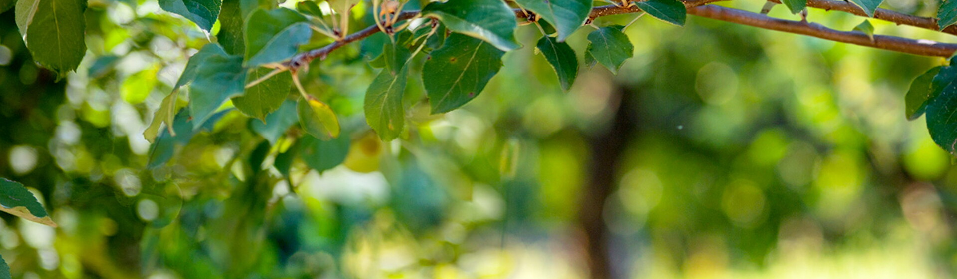 header naturnes header naturnes