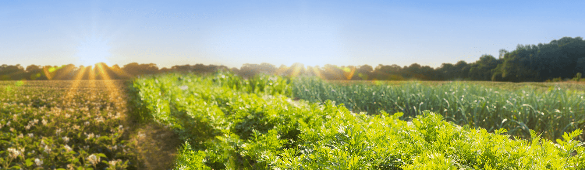 Les Céréales Soufflées NaturNes® BIO pour bébé