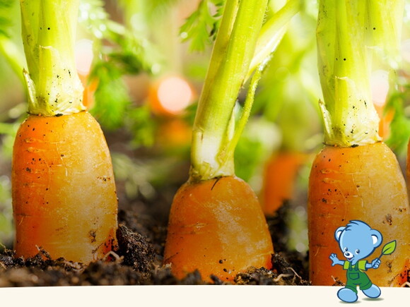 Un champ de carottes