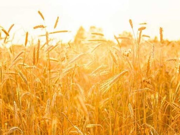 wheat field wheat field