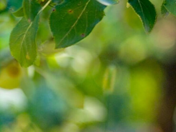 Légumes et fruits pour bébé