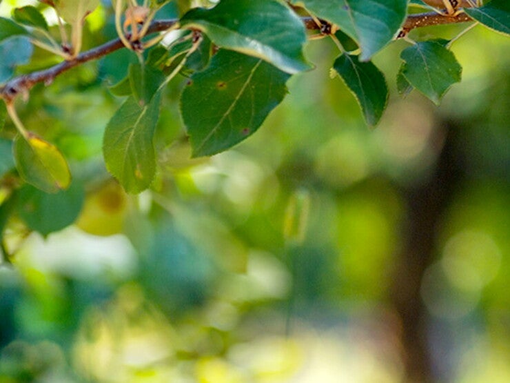 header naturnes header naturnes