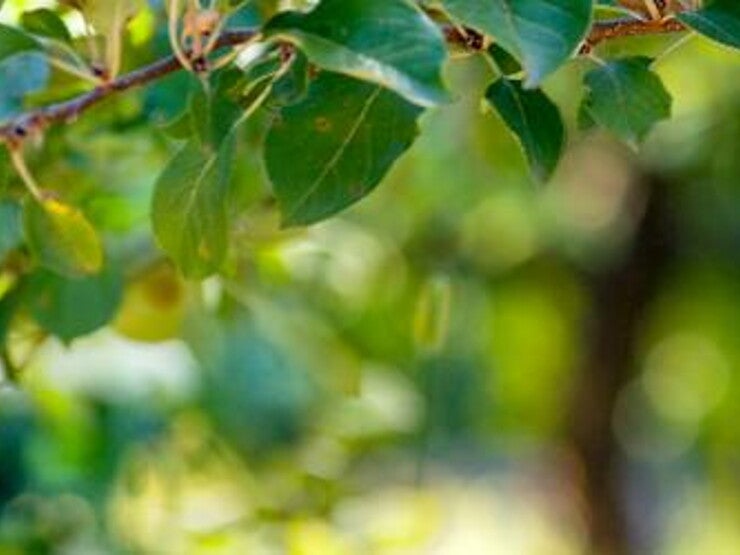 header-naturnes header-naturnes