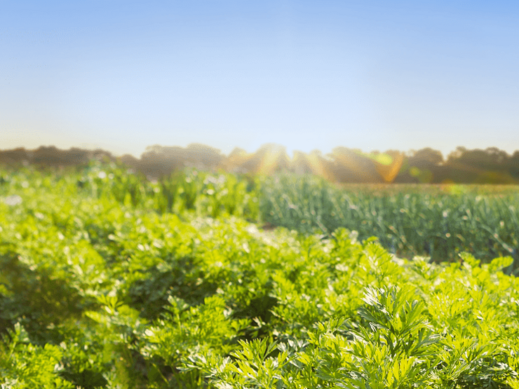 Les Céréales Soufflées NaturNes® BIO pour bébé