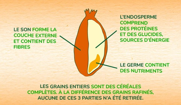 P'tite céréale aux céréales complètes et cacao : l'intérêt des céréales complètes P'tite céréale aux céréales complètes et cacao : l'intérêt des céréales complètes