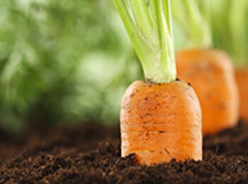 Des légumes pour bébé aux saveurs douces.