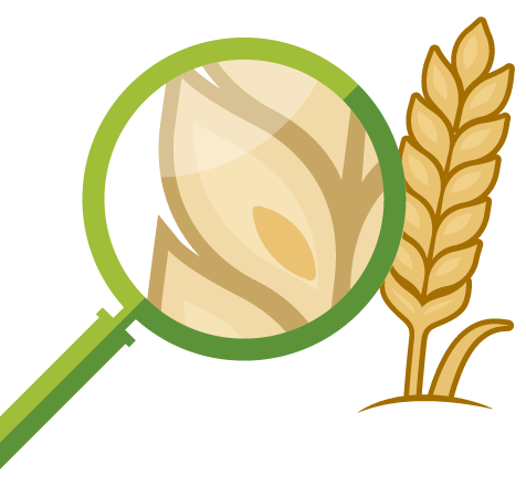 Qu'est-ce que le gluten ? Qu'est-ce que le gluten ?