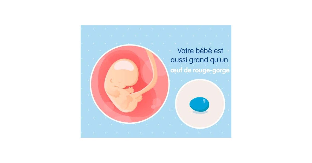 8eme Semaine De Grossesse 10 Sa Nestle Bebe